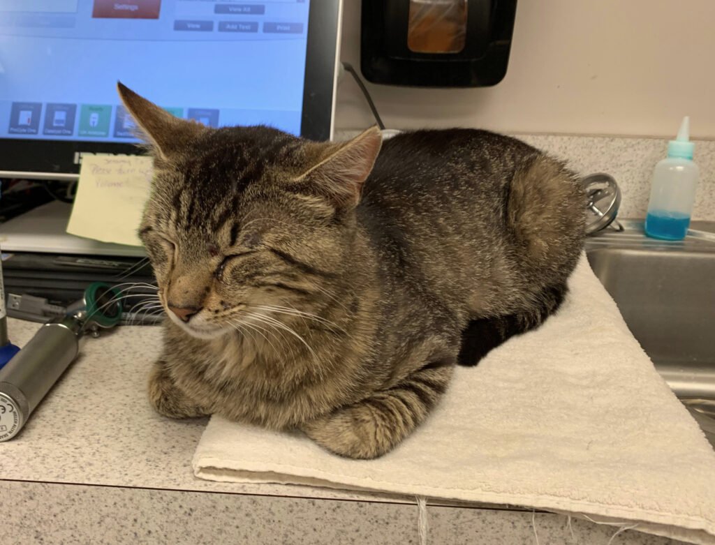 A cat on a counter in front of a computer