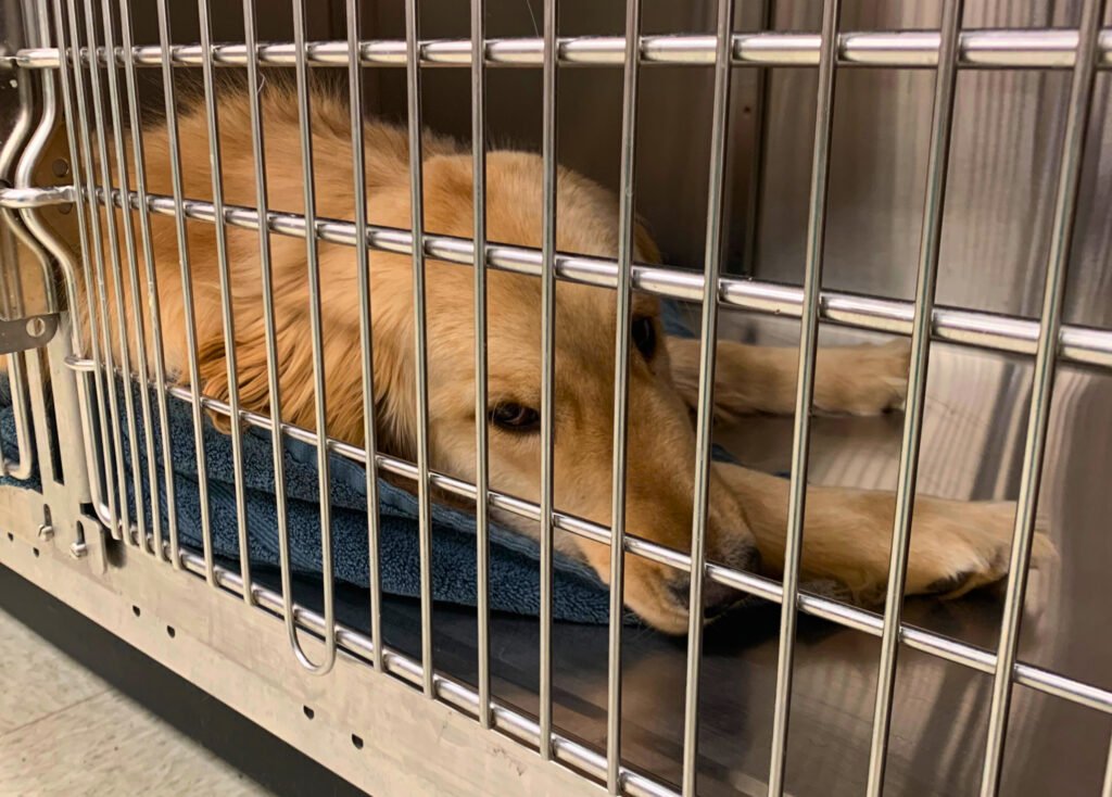 A dog in a cage