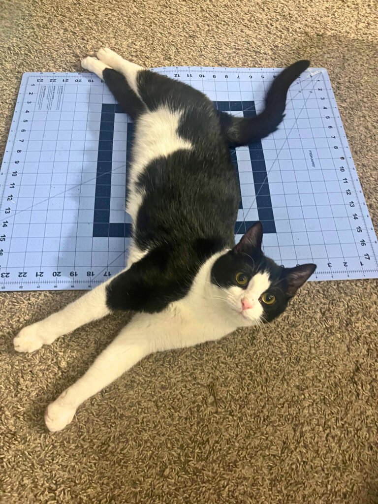A black and white cat laying on a floor