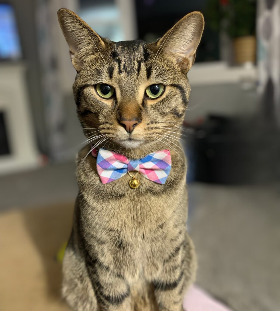 Mighty bowtie square A tabby cat wearing a bowtie
