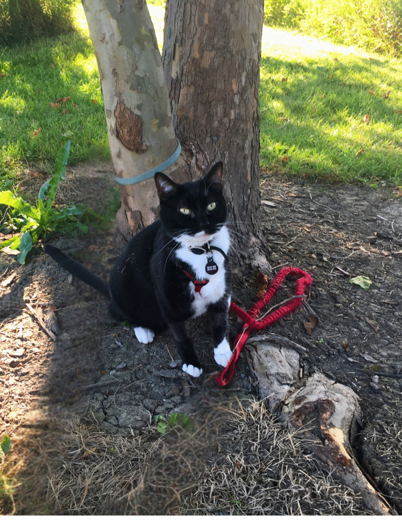 Black and white cat in front of a tree