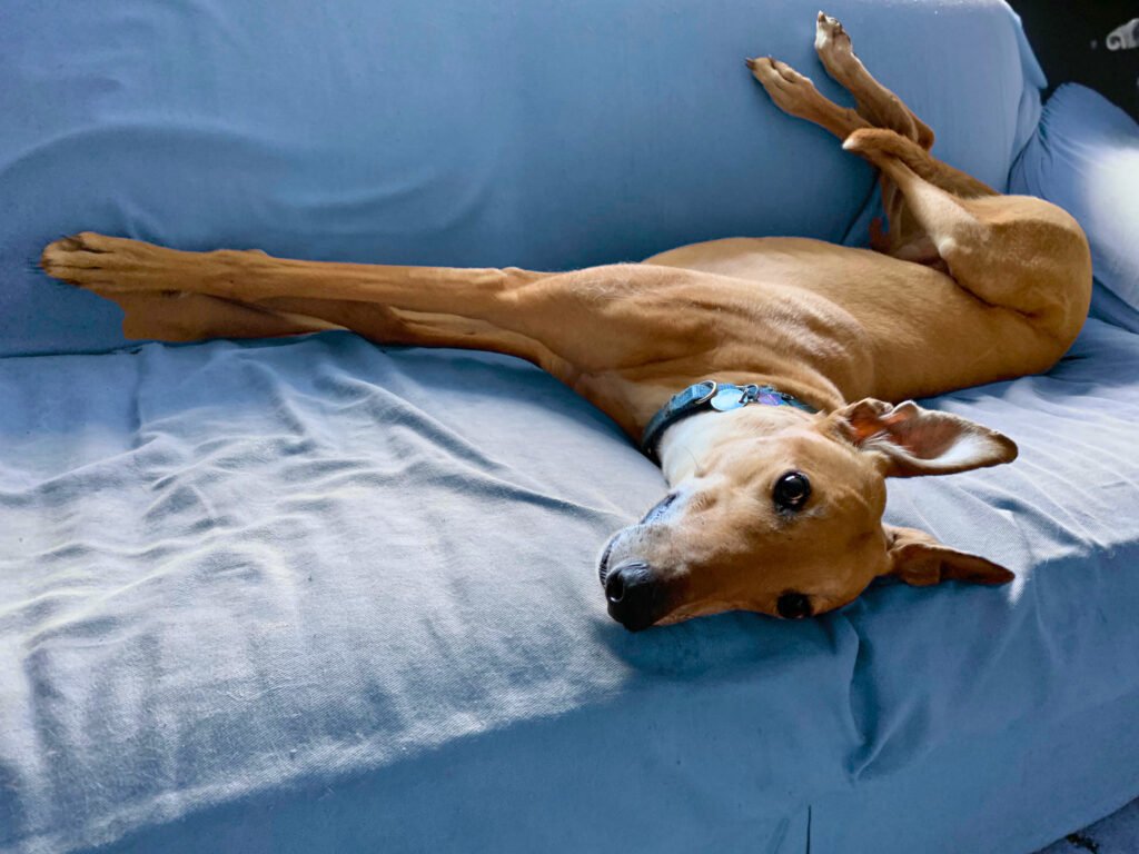 A dog lays on a couch