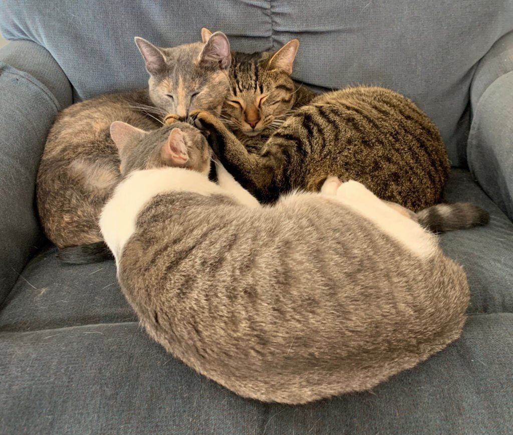 Three cats cuddling on a chair