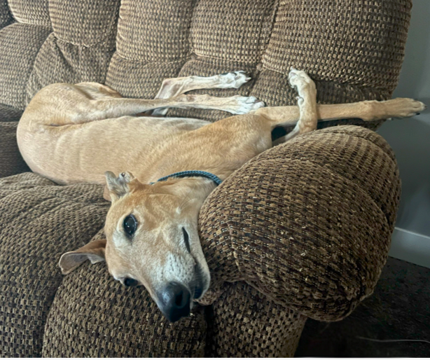 Tan dog laying on brown couch